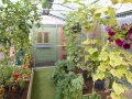 greenhouse-inside